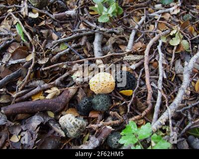 Mushrooms in Tierra del Fuego National Park, Argentina Stock Photo