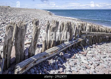 An old wooden groyne (breakwater) on the pebble beach beside the harbour on the edge of Exmoor at Porlock Weir, Somerset UK Stock Photo