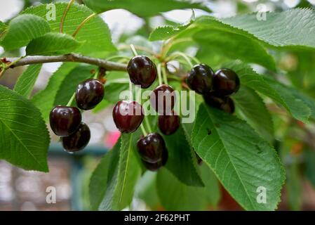 Prunus cerasus branch close up with sour cherries Stock Photo
