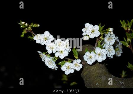 Prunus cerasus white blossom Stock Photo