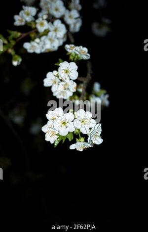 Prunus cerasus white blossom Stock Photo