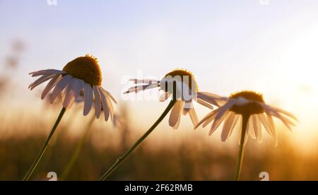 Marguerite daisies on meadow at sunset. Spring season. Stock Photo
