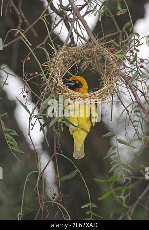 Speke's Weaver (Ploceus spekei) male building nest Kenya               October Stock Photo