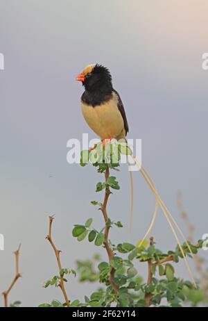 Straw-tailed Whydah (Vidua fisheri) breeding plumage male perched on top of bush calling Tsavo West NP, Kenya        November Stock Photo