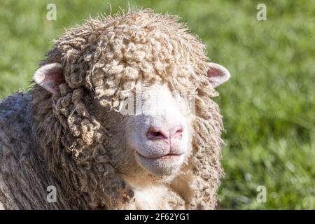 A close up portrat of a Cotswold sheep (ewe) in the Cotswold village of Middle Duntisbourne, Gloucestershire UK Stock Photo