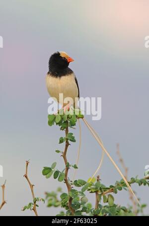 Straw-tailed Whydah (Vidua fisheri) breeding plumage male perched on top of bush Tsavo West NP, Kenya        November Stock Photo