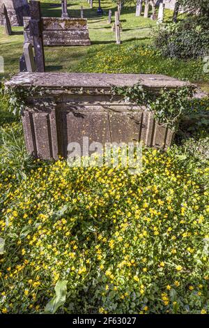 Springtime celandines in the graveyard of St Margarets church in the Cotswold village of Bagendon, Gloucestershire UK Stock Photo