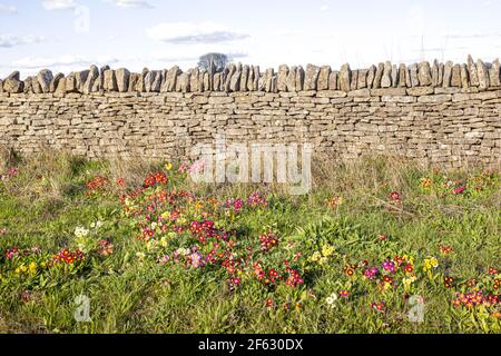 Innapropriate planting on a roadside verge in the Cotswolds UK - Primulas instead of primroses! Stock Photo