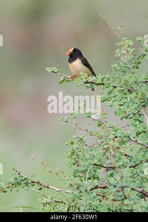 Straw-tailed Whydah (Vidua fisheri) breeding plumage male perched on bush Tsavo West NP, Kenya        November Stock Photo