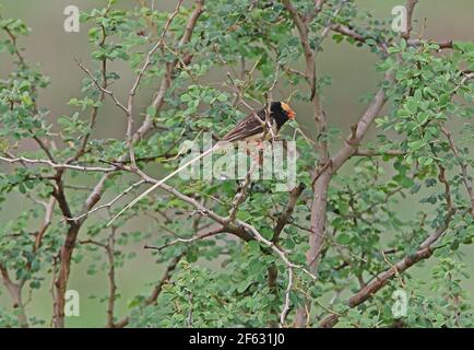 Straw-tailed Whydah (Vidua fisheri) breeding plumage male perched in bush Tsavo West NP, Kenya        November Stock Photo