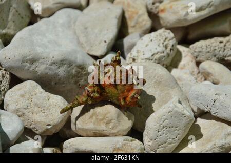 beautiful red shell with cancer on the beach in croatia Stock Photo