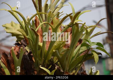 Staghorn Fern , Platycerium bifurcatum plants with defined pattern and veins Stock Photo