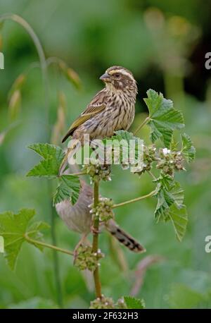 Streaky Seedeater (Crithagra striolata striolata) adult perched on flower head Kenya            October Stock Photo