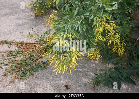 Nicotiana glauca yellow flowers Stock Photo