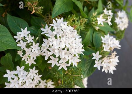 Pentas lanceolata white and purple flowers Stock Photo