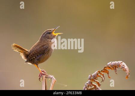 Kidderminster, UK. 29th March, 2021. UK weather: as the day draws to a close, this little Jenny Wren starts singing, backlit by the evening springtime sunshine. Credit: Lee Hudson/Alamy Live News Stock Photo