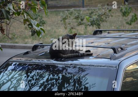 yard cat resting on the car, cat Stock Photo