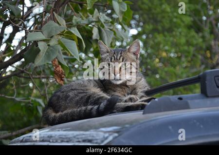 yard cat resting on the car, cat Stock Photo