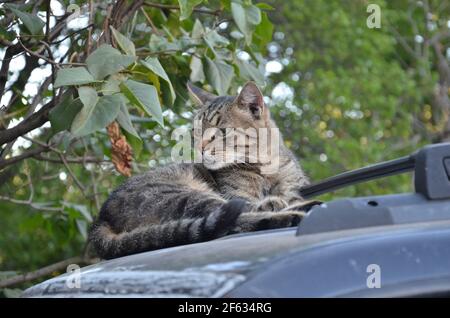 yard cat resting on the car, cat Stock Photo