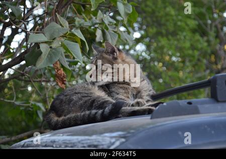 yard cat resting on the car, cat Stock Photo