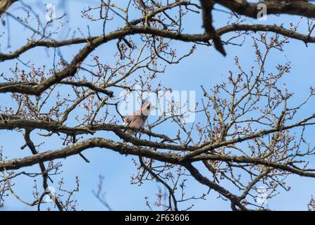 Spring time Jay (Garrulus glandarius) Stock Photo