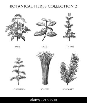 Botanical herbs collection hand draw engraving style black and white clip art isolated on white background Stock Vector