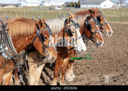 Belgian Draft Work horses, pulling plow, tilling, early Spring, Amish farm, IN, USA, by James D Coppinger/Dembinsky Photo Assoc Stock Photo