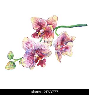 The branch of blossoming tropical pink flowers orchids, close-up ( Phalaenopsis, orchis). Hand drawn watercolor painting illustration on white backgro Stock Photo