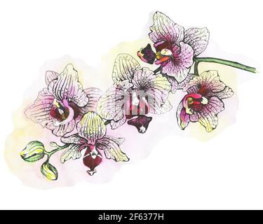 The branch of blossoming tropical pink flowers orchids ( Phalaenopsis, orchis). Hand drawn watercolor painting illustration  on white background. Stock Photo