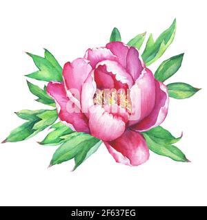 The branch flowering pink peony, isolated on white background. Watercolor hand drawn painting illustration. Stock Photo