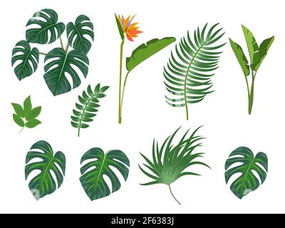 Tropical palm leaves, flowers, jungle leaves, botanical vector illustration, set isolated on white background. Stock Vector