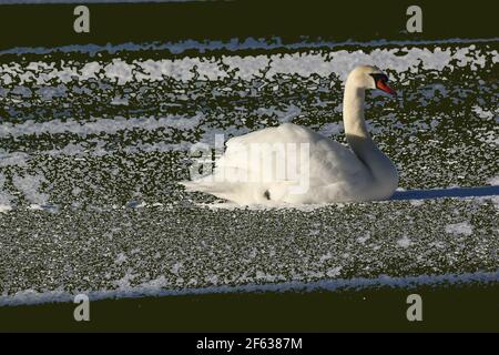 Mixed media photo of Swan sitting on a frozen lake. Winter image of solitary white swan on frozen pond. Close up go gorgeous white swan. Frozen winter.