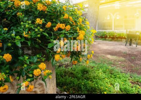 Lantana trailing or montevidensis, yellow flowers in the city garden. Flowering plants adorn the streets of European cities. copy space. floral backgr Stock Photo