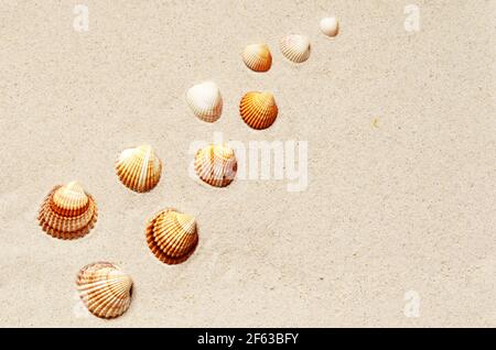 Seashells pattern on the sandy beach. Summer background. Stock Photo