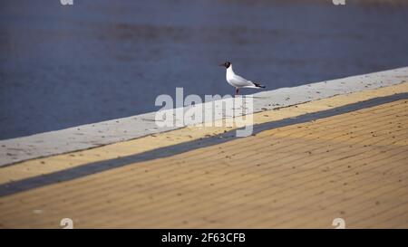 A black-headed gull sitting on the jetty. Taken during the day, the object against the cloudy sky Stock Photo