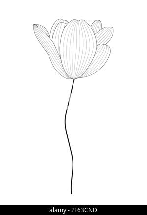 Drawn black and white tulip by contour line. Vector Illustration Stock Vector