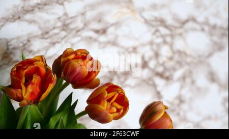 Orange flowers of Dutch tulips on a white marble background with copy space, copypaste. International Women's Day, Mother's, March 8, Valentine's, Blonde, Daughters, Beauty. Stock Photo