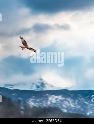 Red Kite in flight in front of mountains Stock Photo