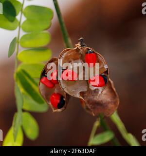 Abrus precatorius, known as jequirity bean or rosary pea, is a herbaceous flowering plant in the bean family Fabaceae. Stock Photo