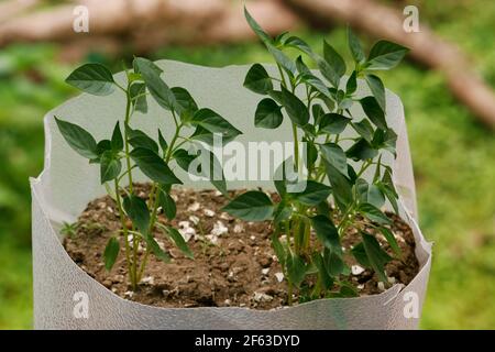 green chili  plants are growing in a grow bag Stock Photo
