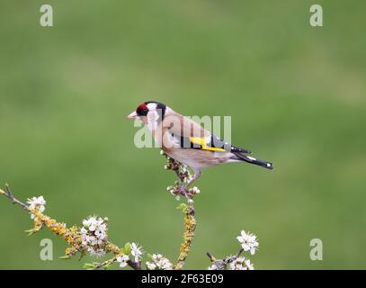 Goldfinch, Carduelis Carduelis, on a Blackthorn branch with blossom. Mid Wales 2021. Early spring Stock Photo