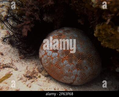 Beautiful sea urchin on the sea floor around Cabilao Philippines Stock Photo