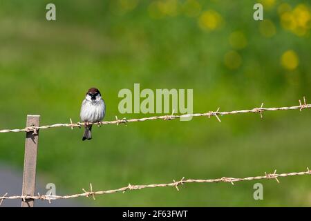 Male House Sparrow on the fence of barbed wire in the winter sunshine Stock Photo