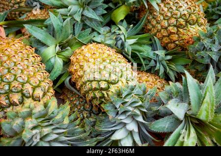 Close up picture of ripe pineapples on a local market, selective focus. Stock Photo
