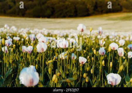 Pink Opium Poppy field in a rural landscape in sunny day. Selective focus. Stock Photo