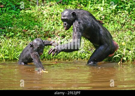 Baby bonobo with mother standing in water to fetch a twig at the lola ya bonobo sanctuary near kinshasa; Congo Republic Stock Photo