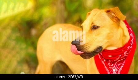 A Dog is In Nature Licking His Nose Stock Photo