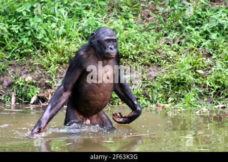 male bonobo standing in the water at the lola ya bonobo sanctuary near kinshasa; Congo Republic Stock Photo