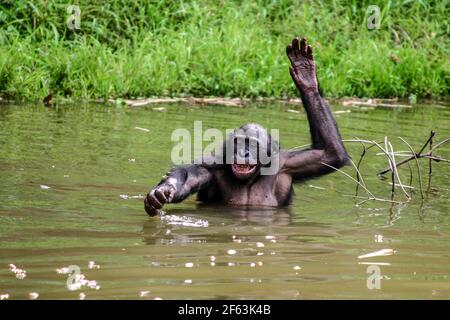 portrait of a male bonobo standing in the water at the lola ya bonobo sanctuary near kinshasa; Congo Republic Stock Photo