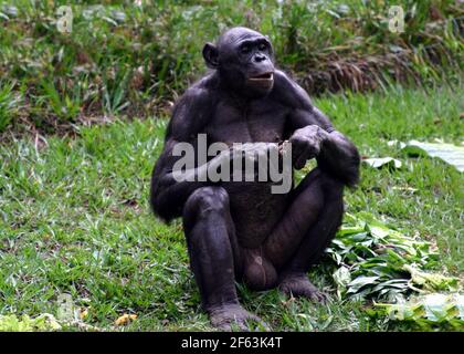 Portrait of a sitting male bonobo eating a twig at the lola ya bonobo sanctuary near kinshasa; Congo Republic Stock Photo